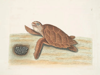 Tortue caouanne - Mark Catesby — Ansicht des Kunstwerks