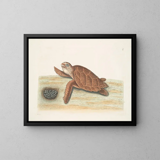 Tortue caouanne - Mark Catesby — gerahmtes Bild an der Wand