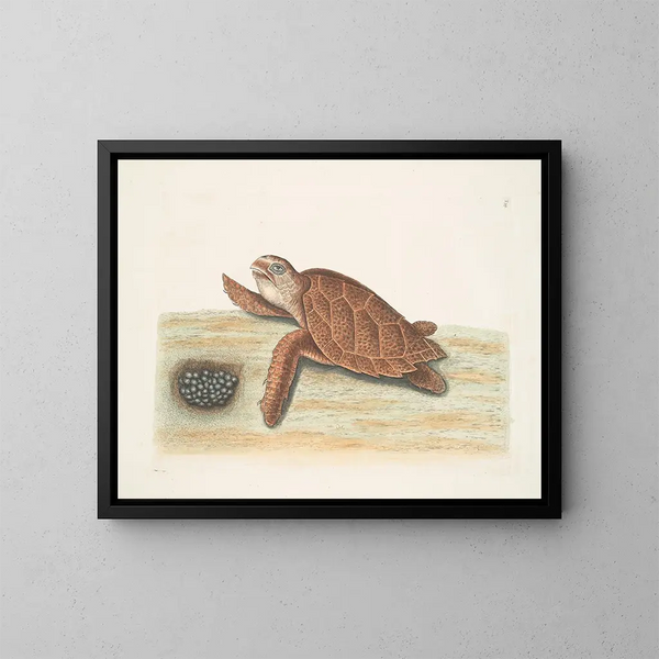 Tortue caouanne - Mark Catesby — gerahmtes Bild an der Wand
