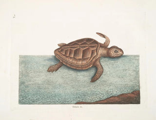 Mark Catesby - Testudo c The LoggerheadTurtle.webp