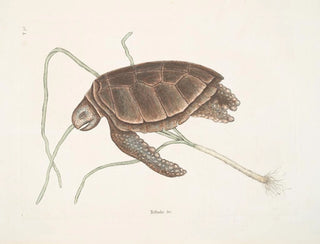 Tortue verte - Mark Catesby — Ansicht des Kunstwerks