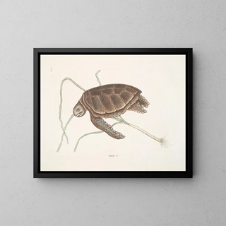 Tortue verte - Mark Catesby — gerahmtes Bild an der Wand
