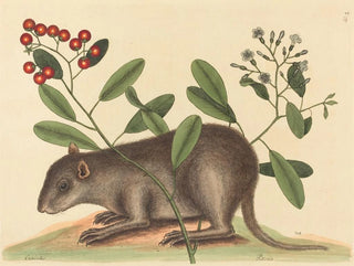 Le coney des Bahamas - Mark Catesby — Ansicht des Kunstwerks
