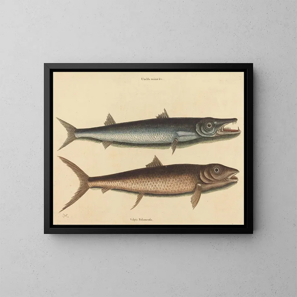 Der Barrakuda - Mark Catesby — gerahmtes Bild an der Wand