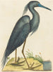Der Blaue Reiher Ardea coerulea - Mark Catesby — Ansicht des Kunstwerks