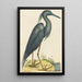 Der Blaue Reiher Ardea coerulea - Mark Catesby — gerahmtes Bild an der Wand