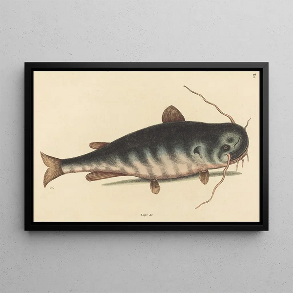 Mark Catesby - The Cat Fish Silurus catus.webp