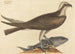 Der Fischadler Falco haliaetus - Mark Catesby — Ansicht des Kunstwerks