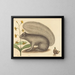 Der graue Eichhörnchen - Mark Catesby — gerahmtes Bild an der Wand