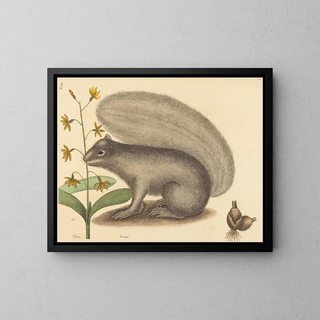 Mark Catesby - The Grey Fox Squirrel Sciurus cinereus.webp