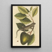 L'Iguane Lacerta Iguana - Mark Catesby — gerahmtes Bild an der Wand