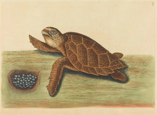 Die verschachtelte Schildkröte - Mark Catesby — Ansicht des Kunstwerks