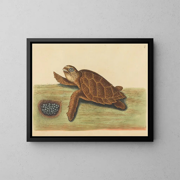 Die verschachtelte Schildkröte - Mark Catesby — gerahmtes Bild an der Wand