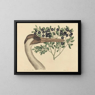 Mark Catesby - The Hooping Crane Ardea Americana.webp