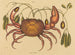 Der Landkrabbe Cancer ruricola - Mark Catesby — Ansicht des Kunstwerks
