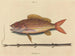 Le sparus synagris - Mark Catesby — Ansicht des Kunstwerks