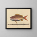Le sparus synagris - Mark Catesby — gerahmtes Bild an der Wand