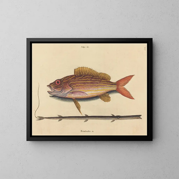 Le sparus synagris - Mark Catesby — gerahmtes Bild an der Wand
