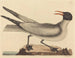 La mouette rieuse - Mark Catesby — Ansicht des Kunstwerks