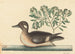 Der kleine braune Ente, Anas rustica - Mark Catesby — Ansicht des Kunstwerks