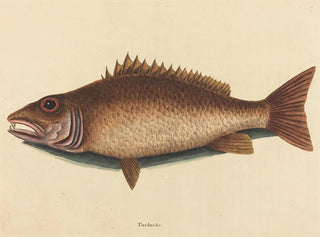 Mark Catesby - The Mangrove Snapper Labrus griseus.webp