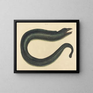 Mark Catesby - The Muray Muraena helena.webp