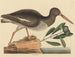 Le Huîtrier pie Haematopus ostralegus - Mark Catesby — Ansicht des Kunstwerks