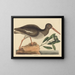Le Huîtrier pie Haematopus ostralegus - Mark Catesby — gerahmtes Bild an der Wand