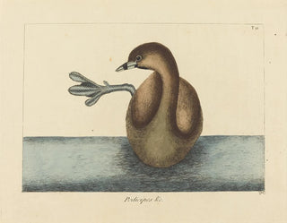Der bunte Schnabelreiher - Mark Catesby — Ansicht des Kunstwerks