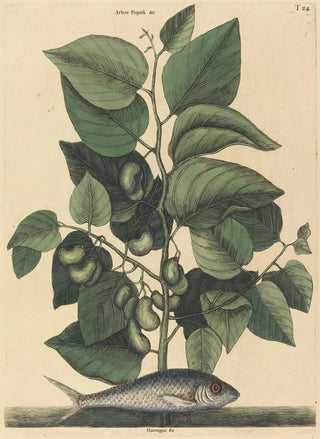 Mark Catesby - The Pilchard Argentina carolina.webp