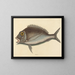 Le Porgy Sparus chrysops - Mark Catesby — gerahmtes Bild an der Wand