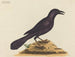 Der violette Rabe - Mark Catesby — Ansicht des Kunstwerks