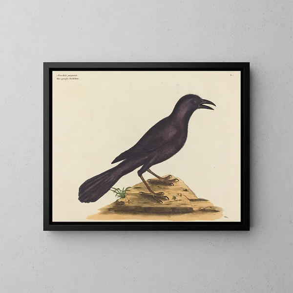 Der violette Rabe - Mark Catesby — gerahmtes Bild an der Wand