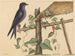 Der purpurne Martin - Mark Catesby — Ansicht des Kunstwerks