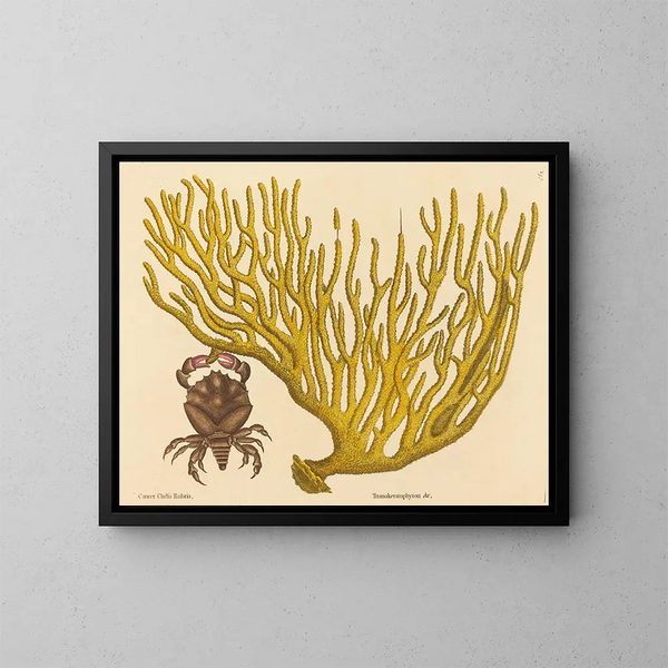 Der rote Scherenkrabbe Cancer erythropus - Mark Catesby — gerahmtes Bild an der Wand
