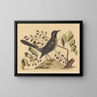 Mark Catesby - The Red Legged Thrush Turdus plumbeus.webp