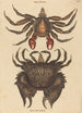 Der Krabbe mit rotem Motté Krebs grapsus - Mark Catesby — Ansicht des Kunstwerks