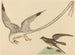 Der Reisfisch - Mark Catesby — Ansicht des Kunstwerks