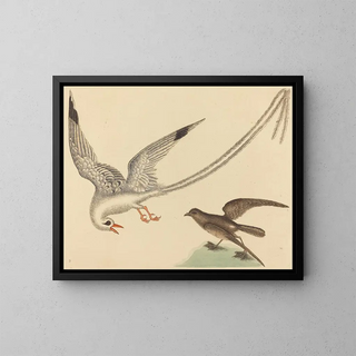 Mark Catesby - The Ricebird Emberiza oryzivora.webp