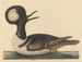 Der Entenvogel mit Kapuze - Mark Catesby — Ansicht des Kunstwerks