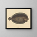 Le sole Pleuronectes lunatus - Mark Catesby — gerahmtes Bild an der Wand