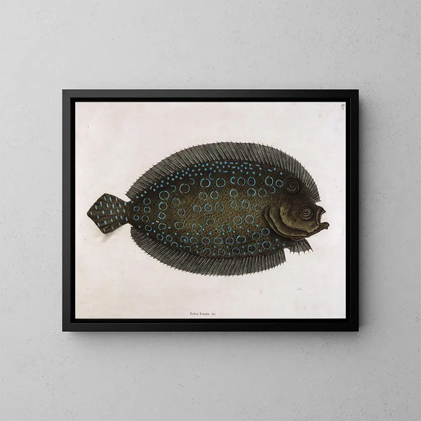 La sole lunée - Mark Catesby — gerahmtes Bild an der Wand