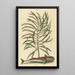 Der Saugerfisch Echeneis naucratis - Mark Catesby — gerahmtes Bild an der Wand