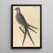 Der Falke mit Schwalbenschwanz Falco furcatus - Mark Catesby — gerahmtes Bild an der Wand
