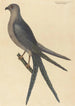 Der Falke mit Schwalbenschwanz Falco furcatus - Mark Catesby — Ansicht des Kunstwerks