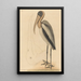 Der Pelikan der Wald Tantalus Loculator - Mark Catesby — gerahmtes Bild an der Wand
