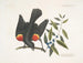 Der Amsel mit roten Flügeln, der Myrte mit Trauben - Mark Catesby — Ansicht des Kunstwerks