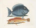 Le merle rhomboïdal et le poisson jaune - Mark Catesby — Ansicht des Kunstwerks