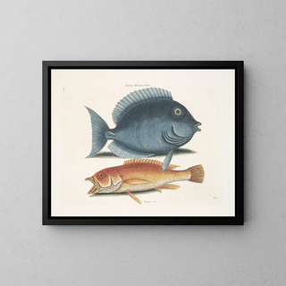 Mark Catesby - Turdus Rhomboidalis The Tang Turdus c The Yellow Fish.webp