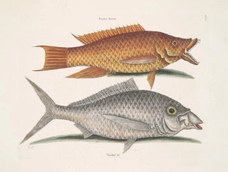 Mark Catesby - Turdus flavus The HogFish Turdus c The Shad.webp